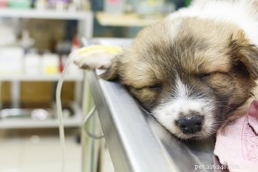 Protecting Your Dog from Heavy Metal Poisoning
