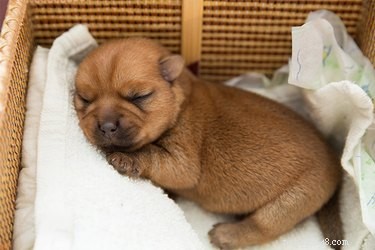Do Newborn Puppies Have Closed Ears? How Ear Development Affects Early Hearing
