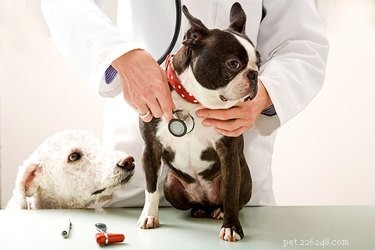 Recognizing Heart Disease in Dogs: Key Signs & Symptoms