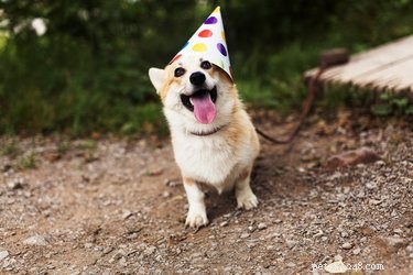 Accurately Calculating Your Dog s Age in Human Years