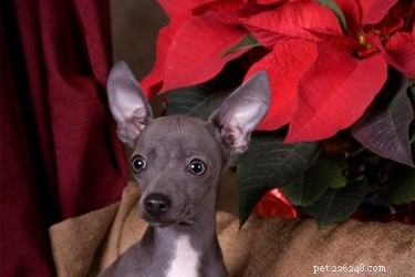 Are Poinsettias Harmful to Dogs? Get the Facts Now