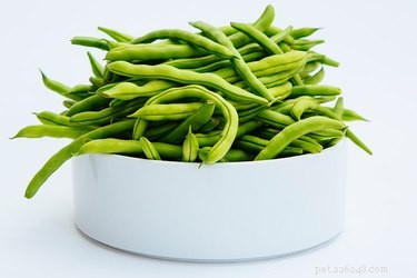 Safe Green Bean Treats for Dogs: How to Share Fresh Veggies Responsibly