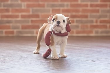 Safe Green Bean Treats for Dogs: How to Share Fresh Veggies Responsibly