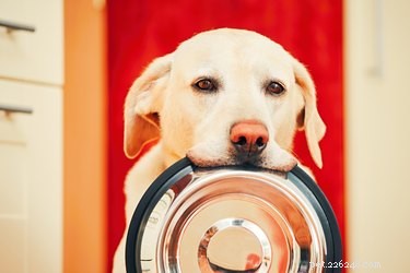 Safe Green Bean Treats for Dogs: How to Share Fresh Veggies Responsibly