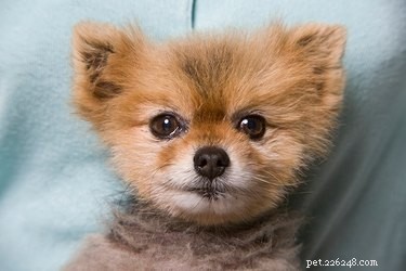 Do Puppies Have Soft Spots on Their Heads? A Guide to Fontanelles