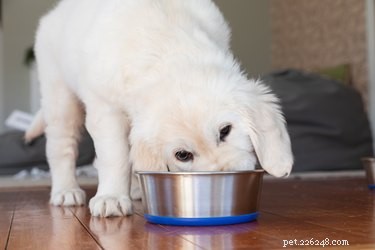 Prevent Overfeeding Your Puppy: A Proven Feeding Guide