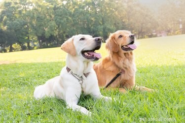 Citronella Bark Collars: Are They Safe for Your Dog?