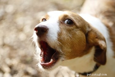 Citronella Bark Collars: Are They Safe for Your Dog?