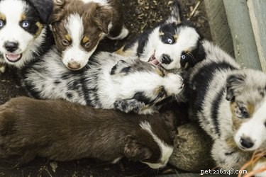 Key Factors That Influence Puppy Litter Size: What You Need to Know