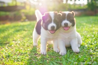 Key Factors That Influence Puppy Litter Size: What You Need to Know