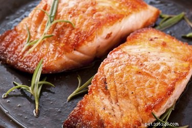 Safe & Nutritious Salmon Feeding for Dogs: A Complete Guide