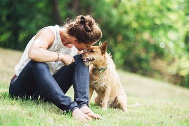Can Spayed Dogs Still Experience Heat?