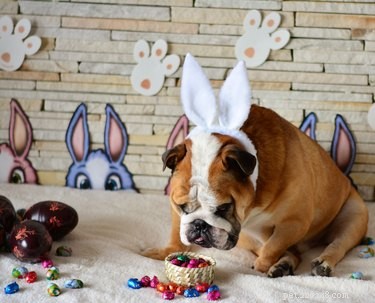 One Piece of Chocolate: Why It Can Be Dangerous for Dogs