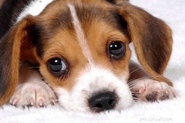 How to Treat a Puppy’s Split Nails: Quick, Safe Steps for Pain Relief