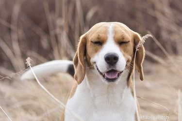 Top Respiratory Allergens Affecting Dogs: Identification & Management