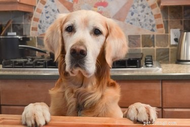 Dog Treat Recipes for Sensitive Tummies – Vet‑Approved, Delicious & Gentle