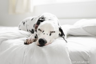 What to Expect After Deworming Your Dog: A Comprehensive Guide