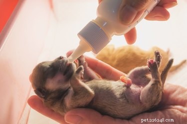 Choosing the Right Milk for Newborn Puppies: A Caregiver’s Guide