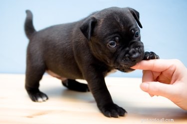 Puppy Teething: Duration, Symptoms, and How to Help Your Dog
