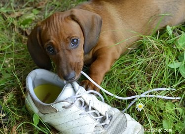 Puppy Teething: Duration, Symptoms, and How to Help Your Dog