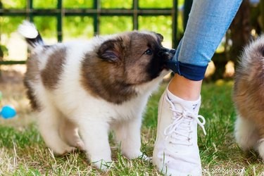 Puppy Teething: Duration, Symptoms, and How to Help Your Dog
