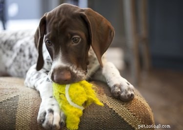 Puppy Teething: Duration, Symptoms, and How to Help Your Dog