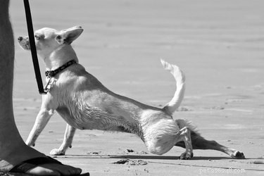 Targeted Hind‑Leg Workouts for Dogs: Strengthening & Recovery