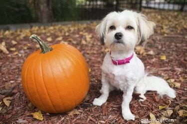 Why Feeding Pumpkin to Your Dog Is a Health Boost
