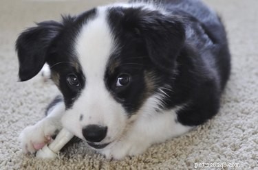 Why Are My Puppy’s Gums Pale? Causes & What to Do