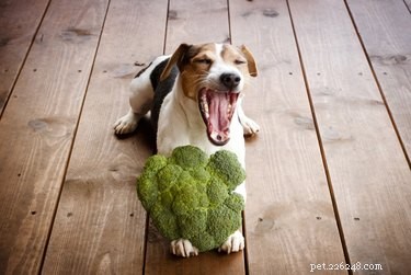 Which Vegetables Are Unsafe for Dogs: A Safe Feeding Guide