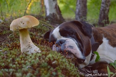 Which Vegetables Are Unsafe for Dogs: A Safe Feeding Guide