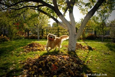 Avoid Fatal Dog Poisoning: Identify and Remove Toxic Plants from Your Home