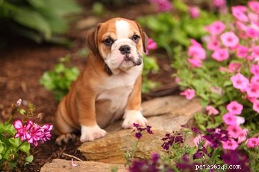 Avoid Fatal Dog Poisoning: Identify and Remove Toxic Plants from Your Home