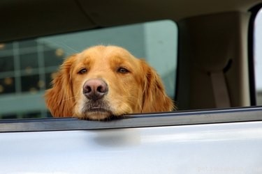 Prevent Dog Nausea: Simple Feeding & Travel Solutions