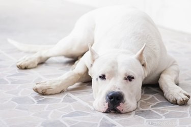 Understanding Why Dogs Vomit White Foam: Causes, Symptoms, and When to Seek Veterinary Care