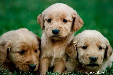 Key Factors Influencing Puppy Birth Weight: Breed, Health, and Early Care