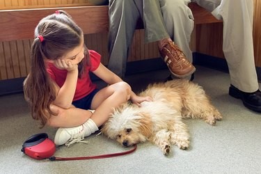 Distinguishing Canine Seizures from Strokes: Quick Identification & Immediate Care