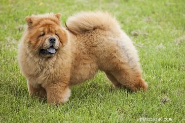 Chow Chow Dogs: Understanding Hip Dysplasia and Health Care