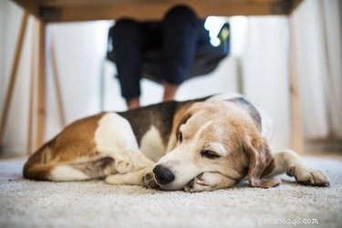 Understanding Post‑Spay Complications in Dogs: What Owners Need to Know