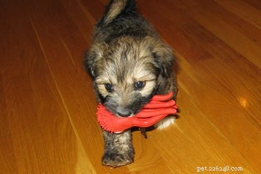 Puppy Tooth Development: Stages, Timing, and Care Tips