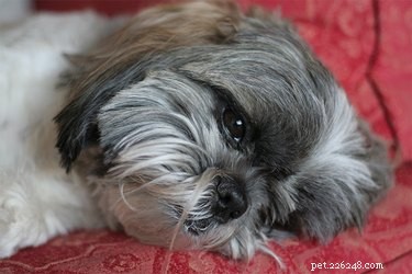 Understanding GERD in Dogs: Symptoms, Diagnosis, and Care