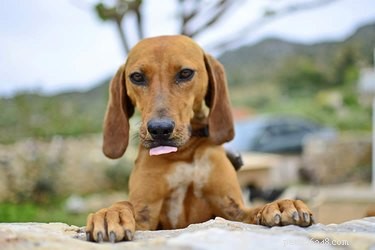 How to Safely Help a Thin Dog Reach a Healthy Weight