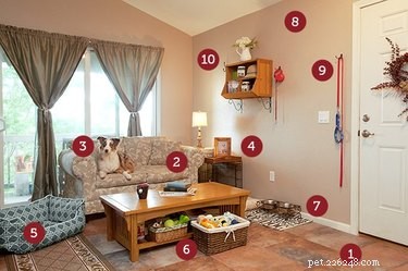 10 Proven Ways to Build a Dog‑Friendly Home