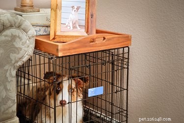 10 Proven Ways to Build a Dog‑Friendly Home