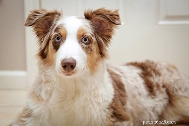 10 Proven Ways to Build a Dog‑Friendly Home