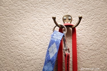 10 Proven Ways to Build a Dog‑Friendly Home