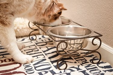 10 Proven Ways to Build a Dog‑Friendly Home