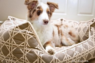 10 Proven Ways to Build a Dog‑Friendly Home
