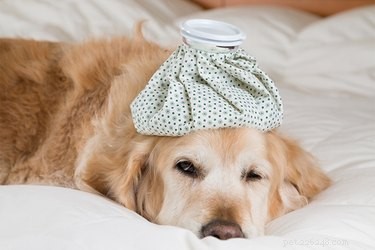 Can Dogs Transmit Colds to Each Other?