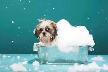 Bathing Your Dog: Optimal Frequency to Reduce Allergens